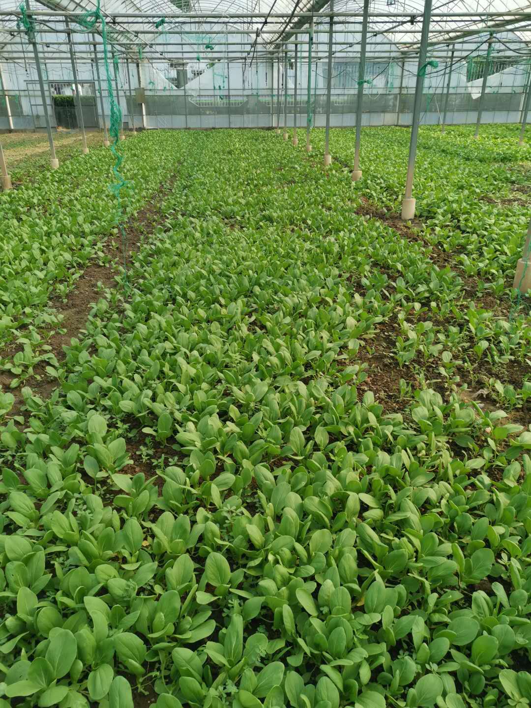 食堂蔬菜生鮮配送——鮮享自然，守護餐桌安全
