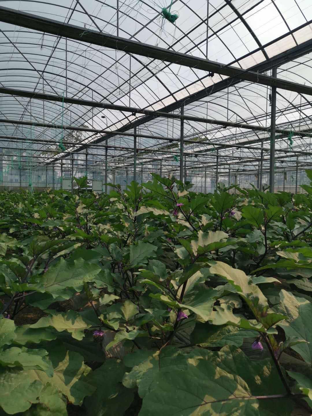 上海食堂生鮮配送服務的優(yōu)勢